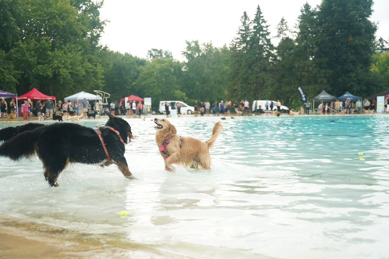 Dash & Splash