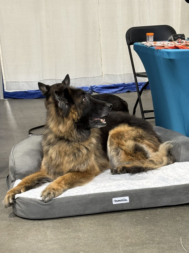 Canadian Pet Expo