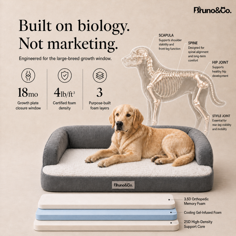 Bruno Bed foam layers