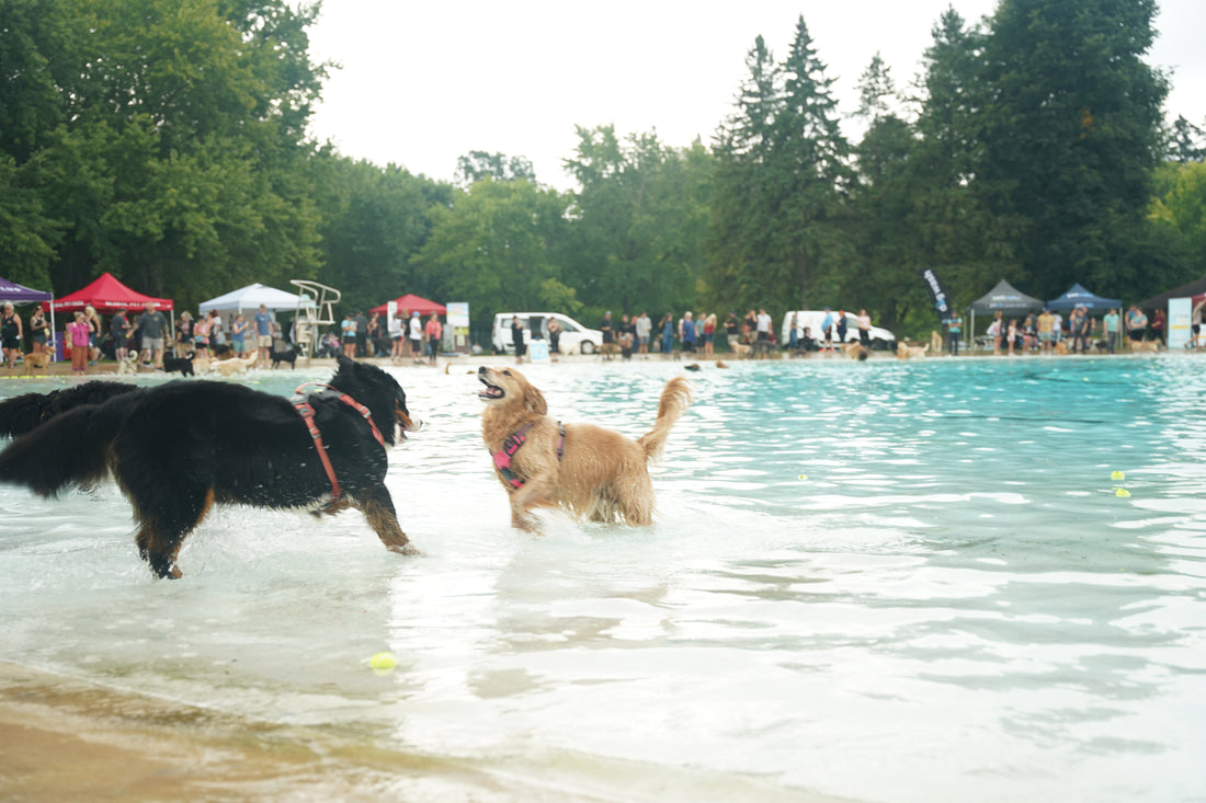 Dash & Splash