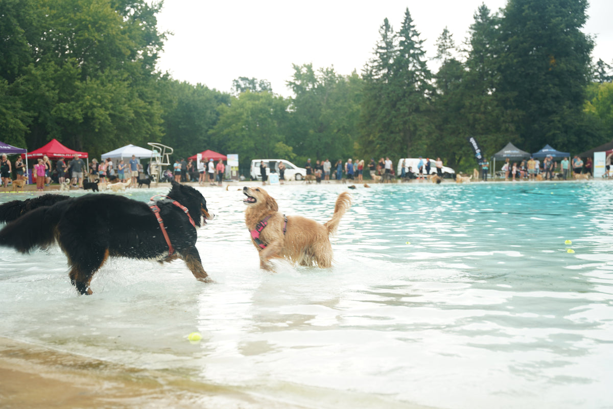 Dash & Splash