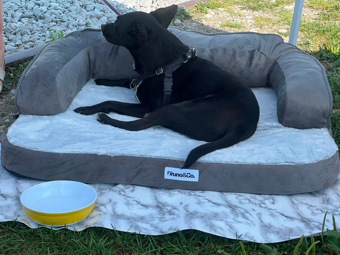 Toronto Doggie Fest
