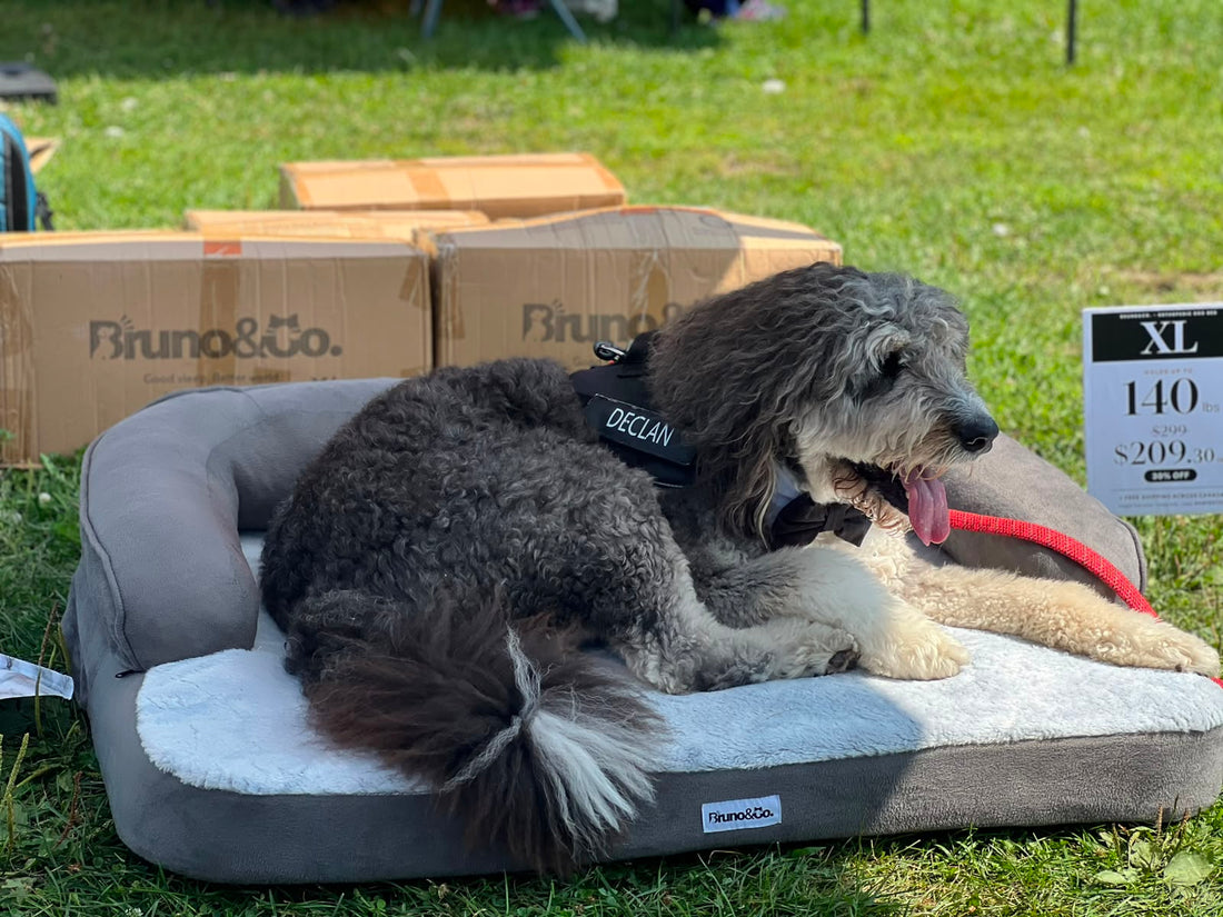 Toronto Doggie Fest