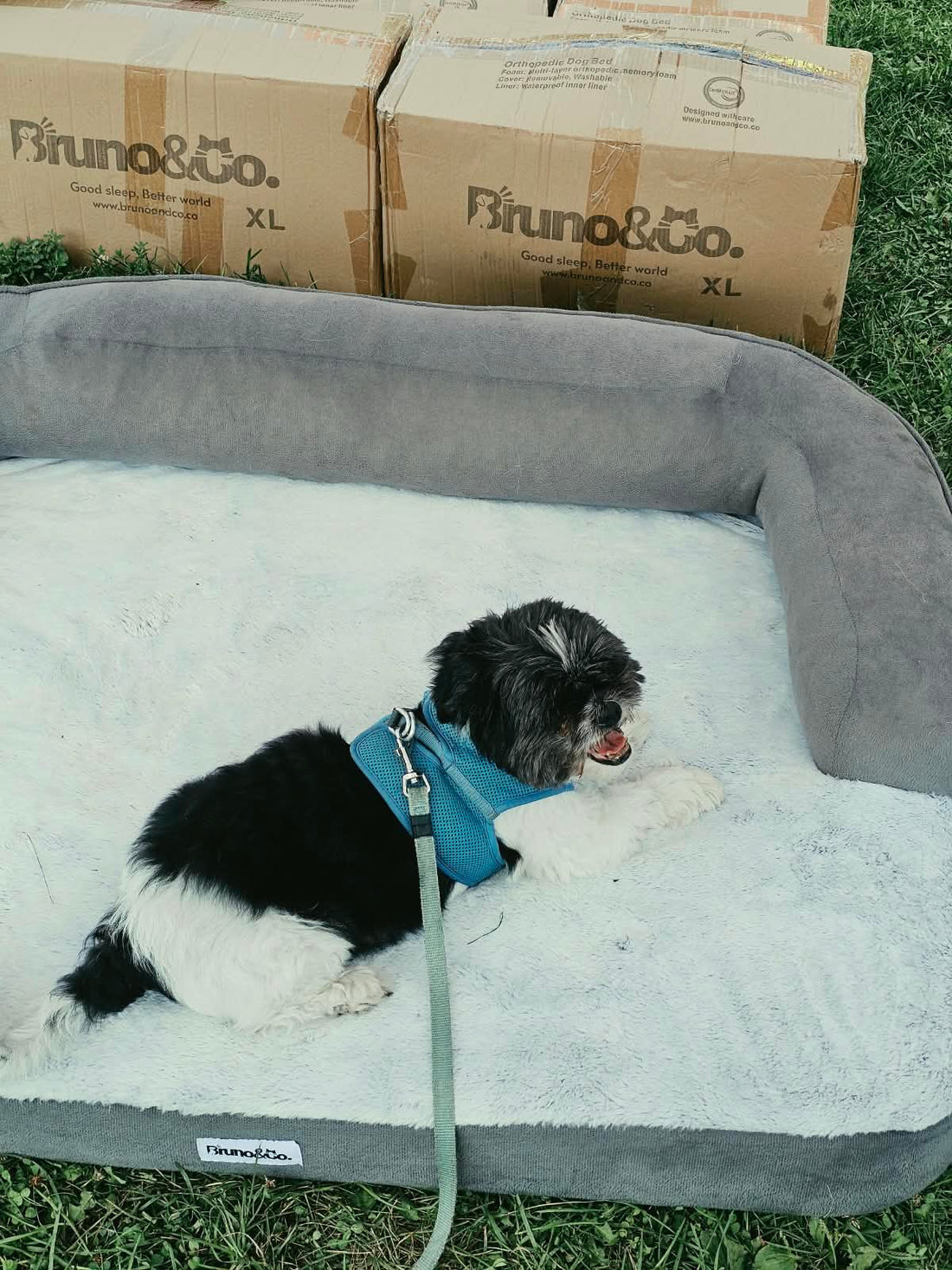 Toronto Doggie Fest