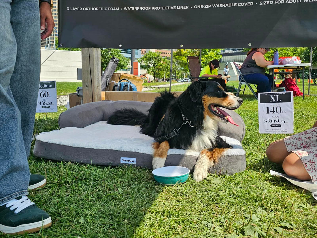 Toronto Doggie Fest